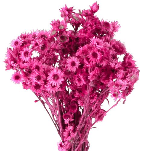 Mini Fiore Di Paglia Rosa Fiori Secchi Fiore Di Roccia H20cm 15g
