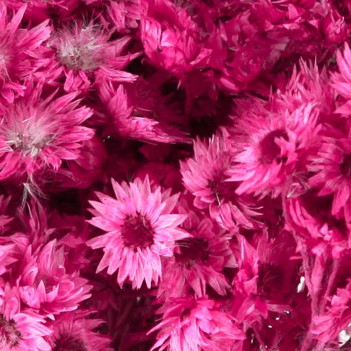 Prodotto Mini Fiore Di Paglia Rosa Fiori Secchi Fiore Di Roccia H20cm 15g