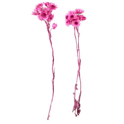 Prodotto Mini Fiore Di Paglia Rosa Fiori Secchi Fiore Di Roccia H20cm 15g