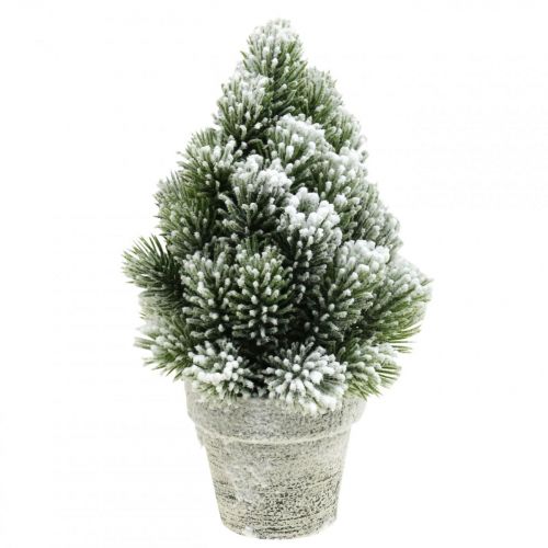 Floristik24 Mini albero di Natale in vaso innevato artificialmente Ø14cm H24cm