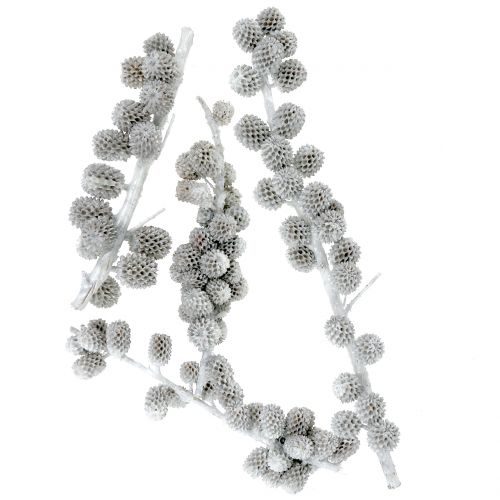 Floristik24 Coni di Kasuarina sul ramo bianco-grigio cerato 250g