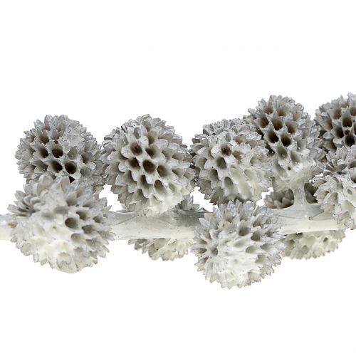 Floristik24 Coni di Kasuarina sul ramo bianco-grigio cerato 250g