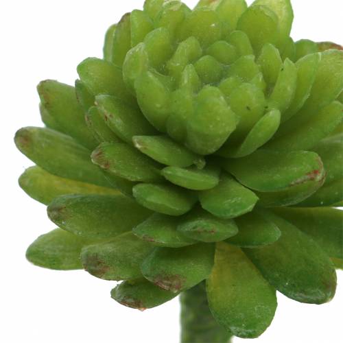 Prodotto Mini - succulente 6,5cm 6pz