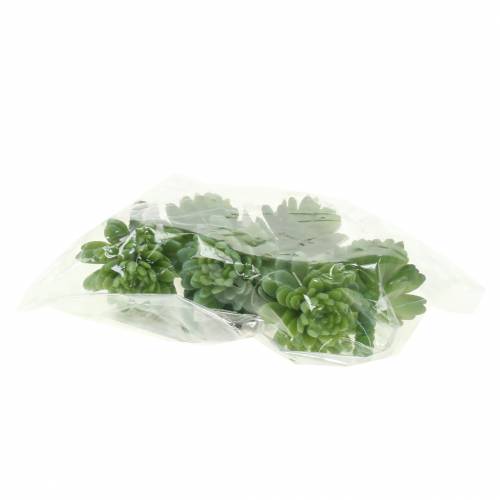 Floristik24 Mini - succulente 6,5cm 6pz