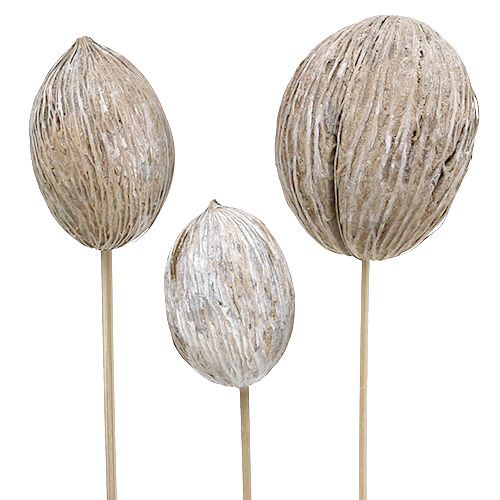 Prodotto Mintolla pallina su stick mix imbiancato 6 pz