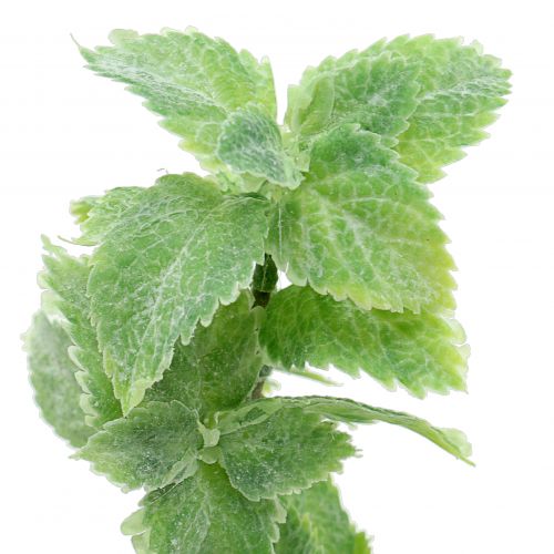 Prodotto Verde artificiale menta 25 cm 12 pz