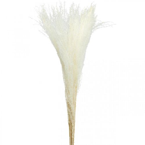 Floristik24 Decorazione in erba piuma erba secca sbiancata Miscanthus 75 cm 10 pz