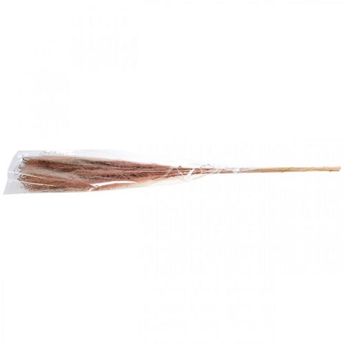 Prodotto Erba secca lunga erba piuma rosa decorativa Miscanthus 75 cm 10 pz