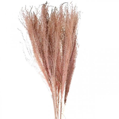 Erba secca lunga rosa piuma erba deco Miscanthus 75cm 10pz