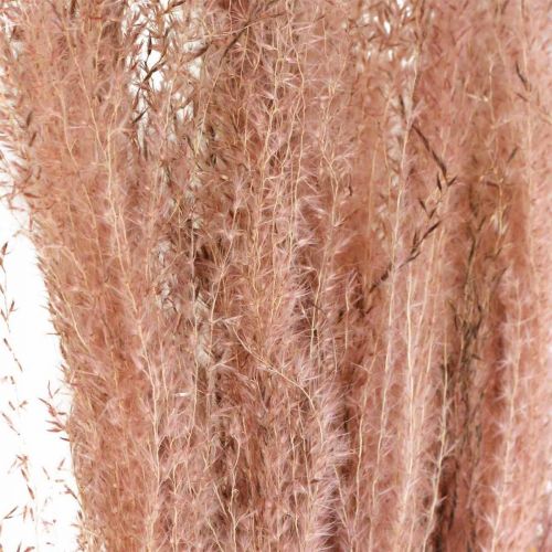 Prodotto Erba secca lunga erba piuma rosa decorativa Miscanthus 75 cm 10 pz