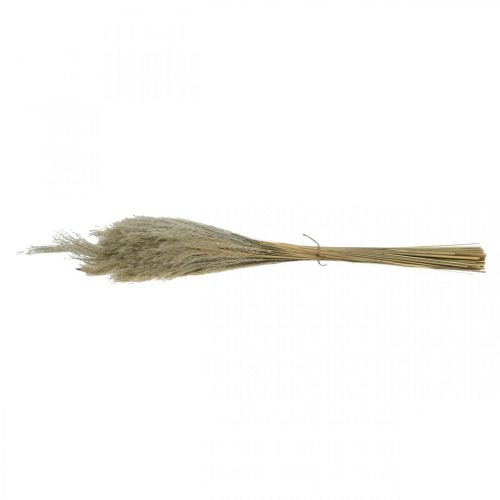 Prodotto Erba secca Miscanthus 55-75 cm erba piuma naturale 100 pz