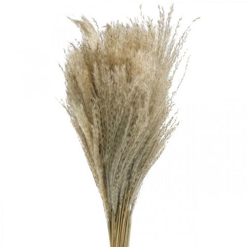 Prodotto Erba secca Miscanthus 55-75 cm erba piuma naturale 100 pz