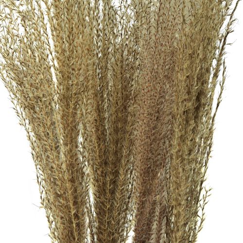 Miscanthus canna cinese erba secca decorazione secca 75cm 10pz