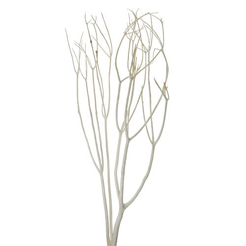 Floristik24 Rami decorativi Mitsumata 115 cm sbiancati 3 pz