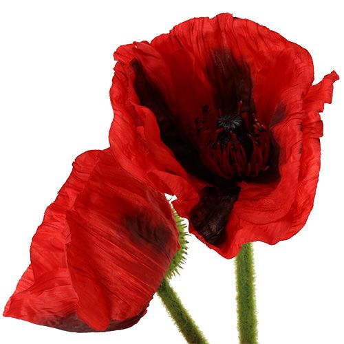 Prodotto Rosso papavero 58 cm - 74 cm 3 pz