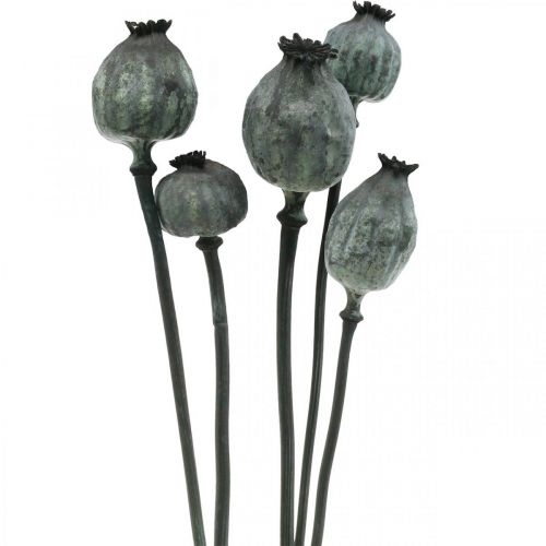 Prodotto Capsule di papavero colore nero floristica secca decorazione papavero 50-60 cm 5 pz
