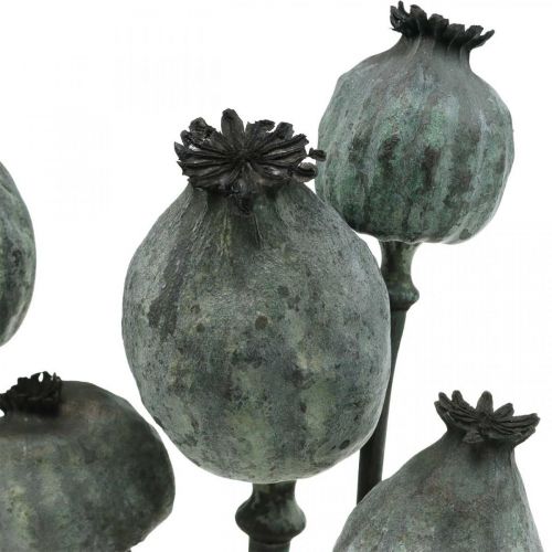 Floristik24 Capsule di papavero colore nero floristica secca decorazione papavero 50-60 cm 5 pz