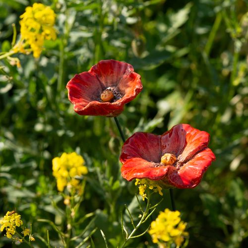 Prodotto Pali decorativi da giardino a forma di papavero, elemento decorativo perfetto per il tuo giardino, 42 cm, 4 pezzi