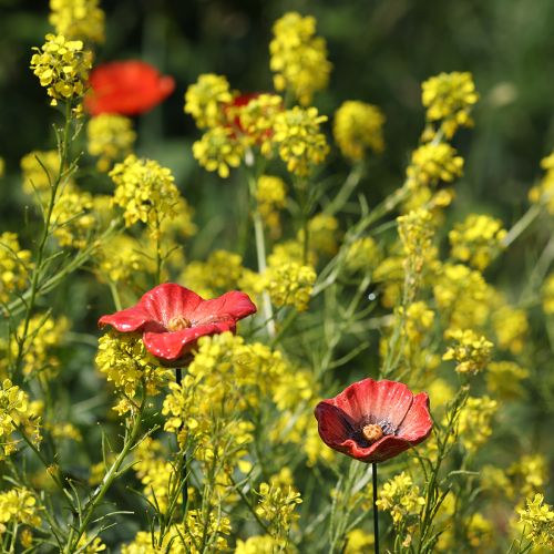 Prodotto Papavero da giardino in ceramica, design insolito per aiuole, 52 cm, 2 pezzi