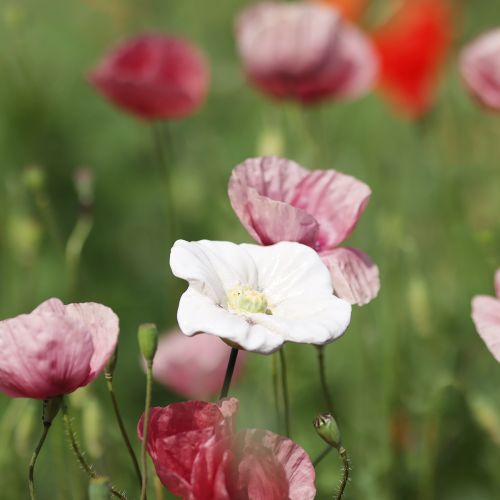 Prodotto Paletto per fiori di papavero, fiore in ceramica, amorevolmente dettagliato, per eleganti accenti da giardino, 42 cm, 4 pezzi