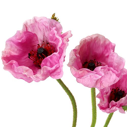 Prodotto Papaveri rosa 59cm - 75cm 3pz