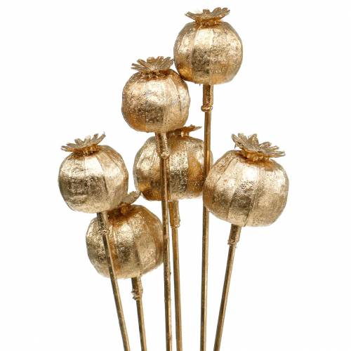 Floristik24 Capsula di semi di papavero su bastoncino dorato 59cm 6 pezzi