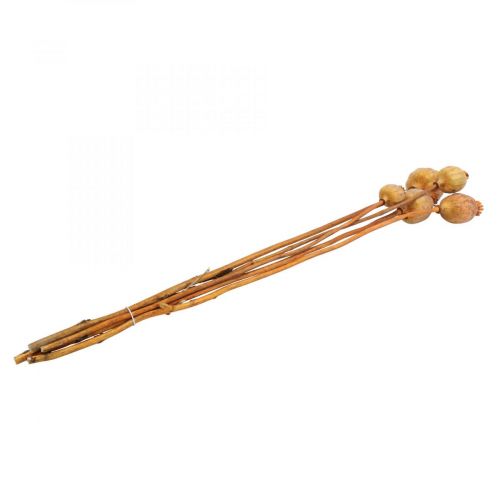 Floristik24 Capsula di papavero grande Papaver papavero decorativo essiccato arancione 5 pz