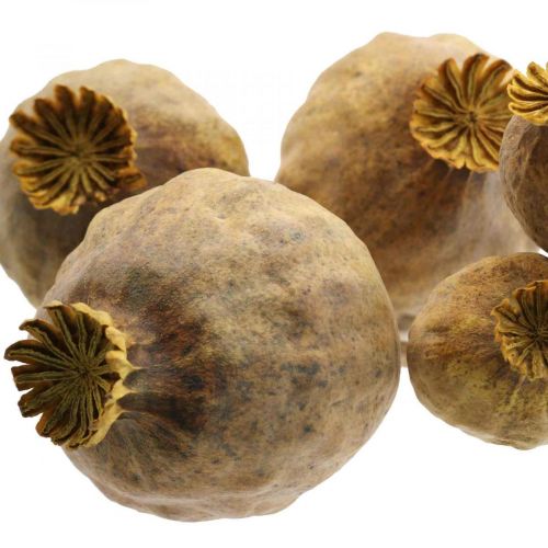 Floristik24 Capsula di papavero grandi fiori secchi gialli Papaver papaveri decorativi 5 pz