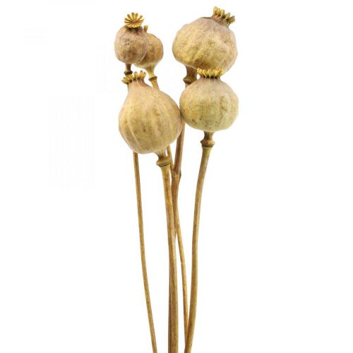 Floristik24 Capsula di papavero grandi fiori secchi gialli Papaver papaveri decorativi 5 pz