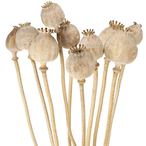Capsule di papavero fiori secchi naturali secchi 55cm 10 pezzi