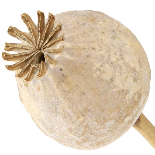 Floristik24 Capsule di papavero fiori secchi naturali secchi 55cm 10 pezzi