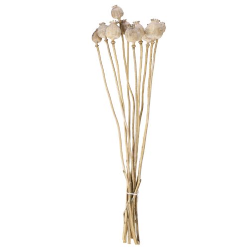 Floristik24 Capsule di papavero fiori secchi naturali secchi 55cm 10 pezzi
