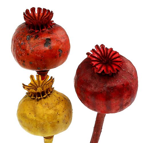 Floristik24 Teste di papavero 3 colori assortiti 100 pz