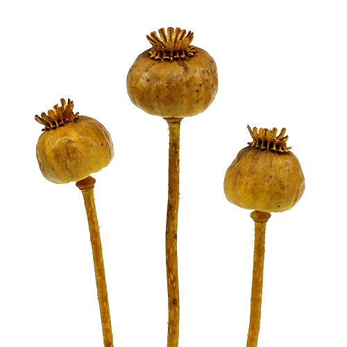 Floristik24 Teste di papavero colorate gialle 100 pz