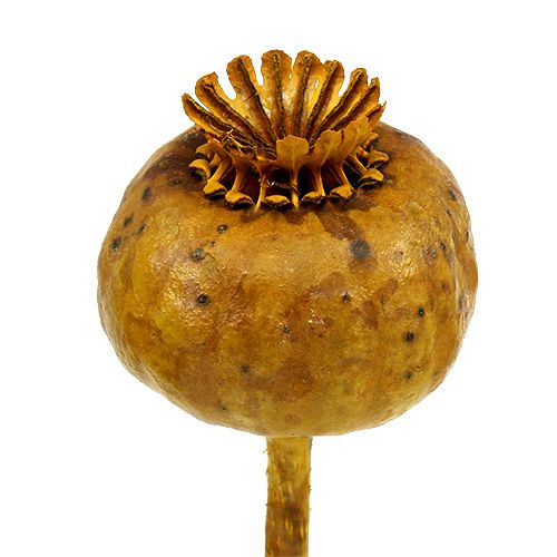 Floristik24 Teste di papavero colorate gialle 100 pz