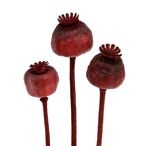 Floristik24 Teste di papavero colorate di rosso 100 pz