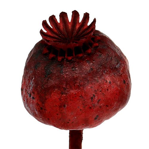 Floristik24 Teste di papavero colorate di rosso 100 pz