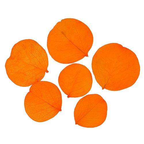 Floristik24 Moneta Foglie Albicocca 50g
