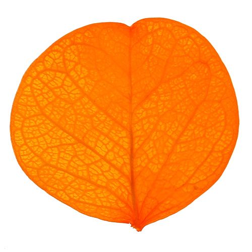 Floristik24 Moneta Foglie Albicocca 50g