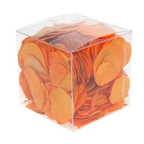 Floristik24 Moneta Foglie Albicocca 50g