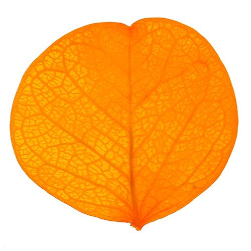 Floristik24 Moneta foglie giallo dorato 50g