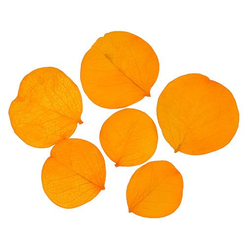 Floristik24 Moneta foglie giallo dorato 50g