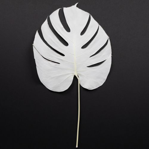 Foglie di monstera sbiancate decorative per finestra H40cm 5 pezzi