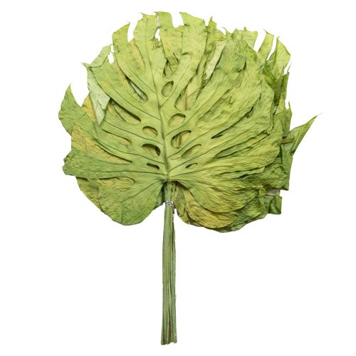 Prodotto Foglie di monstera essiccate decorazione finestra foglia H50cm 5 pz