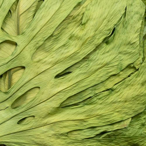 Prodotto Foglie di monstera essiccate decorazione finestra foglia H50cm 5 pz