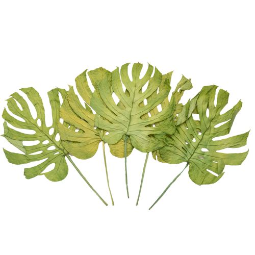 Prodotto Foglie di monstera essiccate decorazione finestra foglia H50cm 5 pz