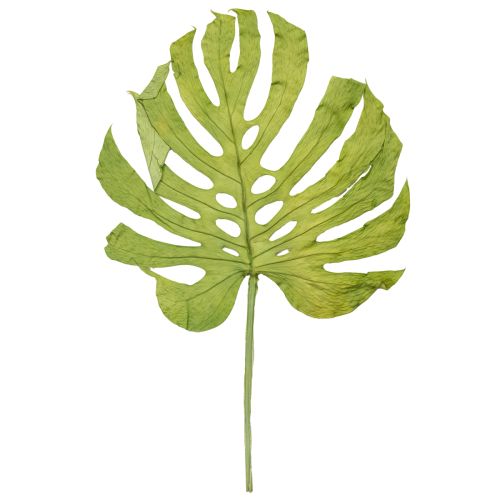 Prodotto Foglie di monstera essiccate decorazione finestra foglia H50cm 5 pz