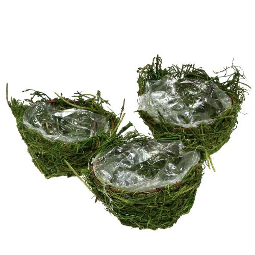 Floristik24 Moss-Bowl Verde Ø11cm H6,5cm - 7,5cm 5 pezzi