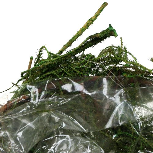 Floristik24 Moss-Bowl Verde Ø11cm H6,5cm - 7,5cm 5 pezzi