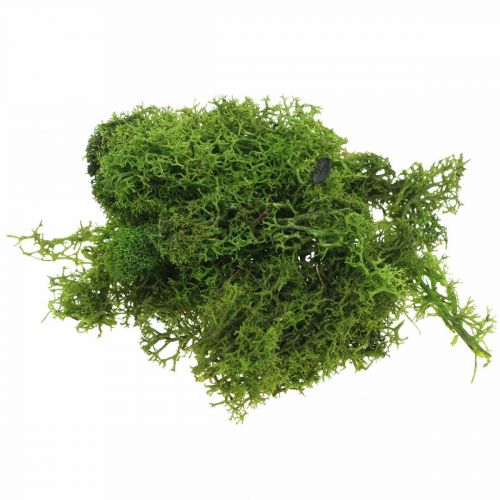 Muschio decorativo per artigianato Muschio naturale verde scuro conservato 40g